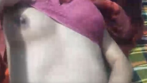 College girl Hot sex video